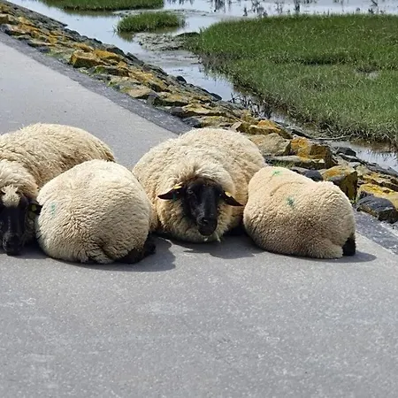 Apartment, Haus Seemoewe Ferienhaus Norddeich (Norden)