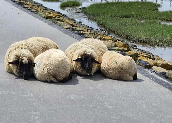 Apartment, Haus Seemoewe * نورديش